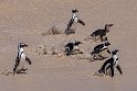 158 Boulders Beach, Zuid-Afrika